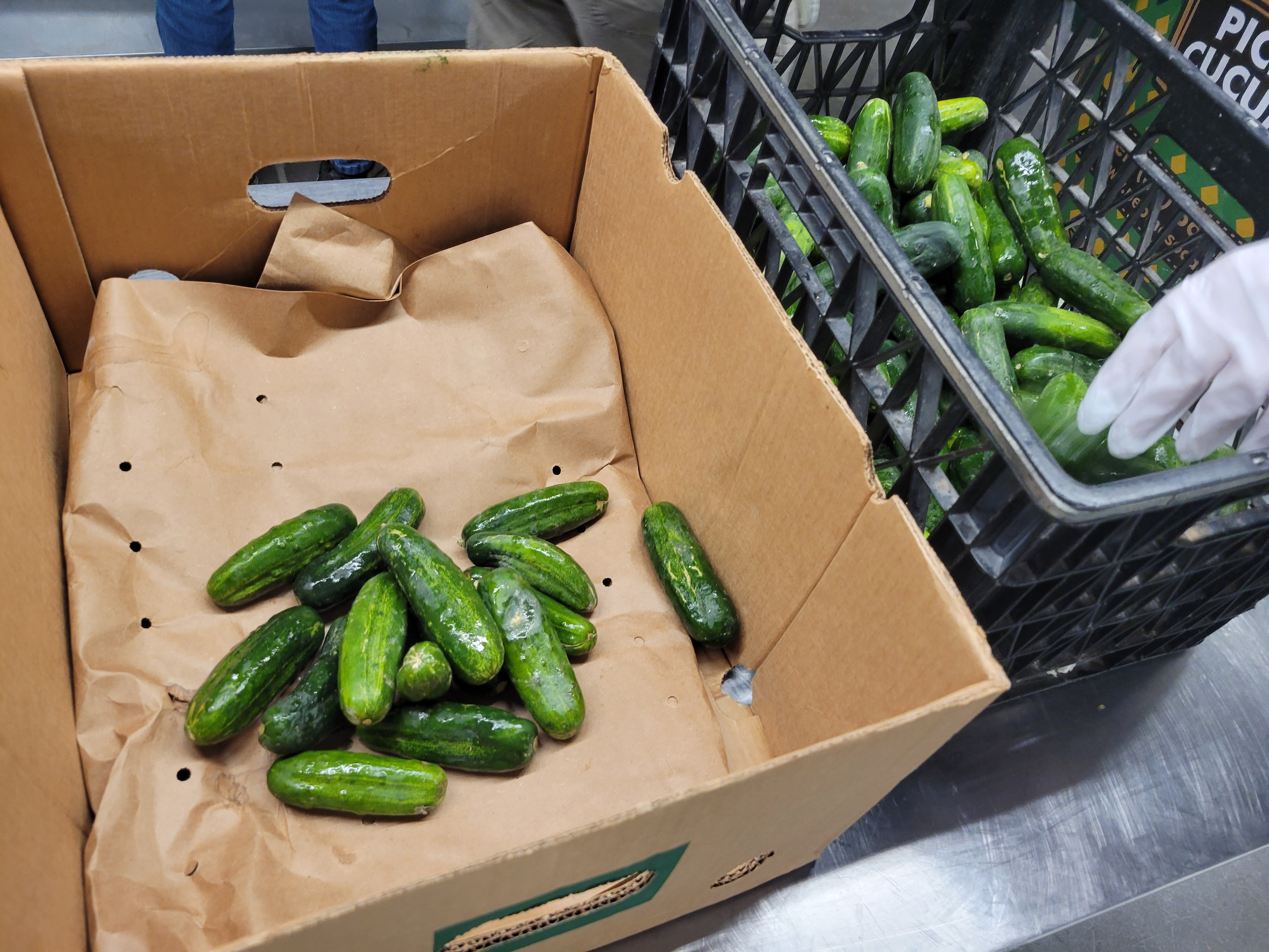 Cucumbers in banana box and crate on table with gloved hand.